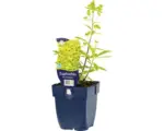 Hornbach Bunte Wolfsmilch FloraSelf Euphorbia x martinii 'Ascot Rainbow' H 5-30 cm Co 0,5 L