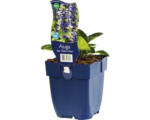 Hornbach Heidegünsel FloraSelf Ajuga reptans 'Catlin's Giant' H 10-30 cm Co 0,5 L