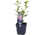 Hornbach Sommer-Aster FloraSelf Aster frikartii 'Mönch' H 10-60 cm Co 0,5 L