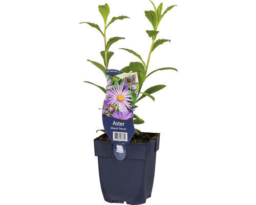 Sommer-Aster FloraSelf Aster frikartii 'Mönch' H 10-60 cm Co 0,5 L