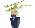 Hornbach Prachtspiere FloraSelf Astilbe Astilbe japonica 'Europa' H 5-60 cm Co 0,5 L