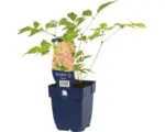 Hornbach Prachtspiere FloraSelf Astilbe Astilbe japonica 'Europa' H 5-60 cm Co 0,5 L