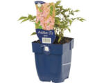 Hornbach Prachtspiere FloraSelf Astilbe japonica 'Sprite' H 5-20 cm Co 0,5 L