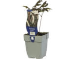 Hornbach Oktober Silberkerze FloraSelf Cimicifuga 'Brunette' H 5-30 cm Co 0,5 L