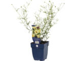 Hornbach Quirllständiges Mädchenauge FloraSelf Coreopsis verticillata 'Moonbeam' H 5-50 cm Co 0,5 L