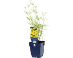 Hornbach Quirllständiges Mädchenauge FloraSelf Coreopsis verticillata H 5-50 cm Co 0,5 L