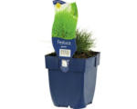 Hornbach Bärenfell-Schwingel FloraSelf Festuca gauthierii H 5-30 cm Co 0,5 L