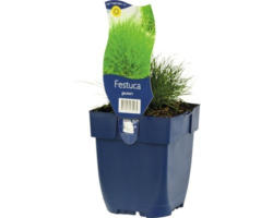 Bärenfell-Schwingel FloraSelf Festuca gauthierii H 5-30 cm Co 0,5 L