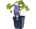 Hornbach Storchschnabel FloraSelf Geranium renardii 'Philippe Vapelle' H 5-20 cm Co 0,5 L