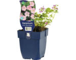 Hornbach Storchschnabel FloraSelf Geranium x riversleaianum 'Mavis Simpson' H 5-25 cm Co 0,5 L