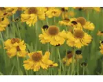 Hornbach Sonnenbraut FloraSelf Helenium bigelovii 'The Bishop' H 5-30 cm Co 0,5 L