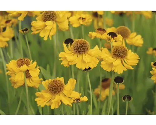 Sonnenbraut FloraSelf Helenium bigelovii 'The Bishop' H 5-30 cm Co 0,5 L