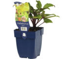 Hornbach Lenzrose FloraSelf Helleborus sternii H 5-20 cm Co 0,5 L