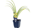 Hornbach Taglilie FloraSelf Hemerocallis-Cultivars 'Joan Senior' H 5-20 cm Co 0,5 L