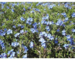 Hornbach Steinsame FloraSelf Lithodora diffusa 'Heavenly Blue' H 5-20 cm Co 0,5 L