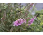 Hornbach Blutweiderich FloraSelf Lyrthum salicaria 'Blush' H 5-80 cm Co 0,5 L