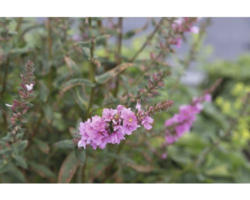 Blutweiderich FloraSelf Lyrthum salicaria 'Blush' H 5-80 cm Co 0,5 L