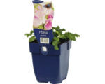 Hornbach Moschus-Malve FloraSelf Malva moschata H 5-60 cm Co 0,5 L