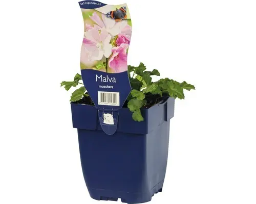 Moschus-Malve FloraSelf Malva moschata H 5-60 cm Co 0,5 L