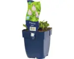 Hornbach Lippenmäulchen FloraSelf Mazus reptans H 5-15 cm Co 0,5 L