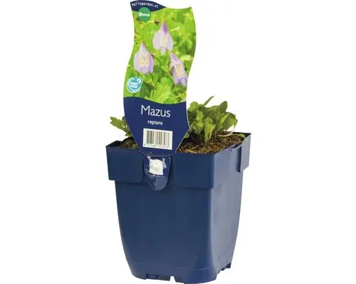 Lippenmäulchen FloraSelf Mazus reptans H 5-15 cm Co 0,5 L