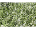 Hornbach Katzenminze FloraSelf Nepeta x faassenii 'Snowflake' H 5-30 cm Co 0,5 L