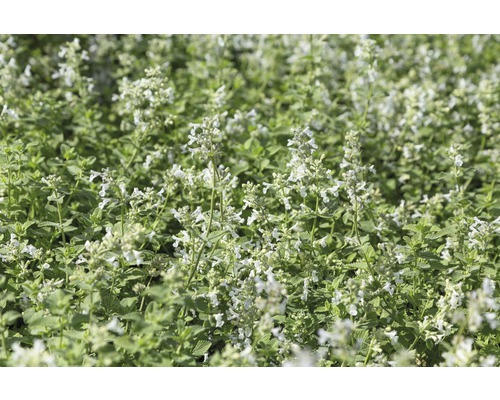 Katzenminze FloraSelf Nepeta x faassenii 'Snowflake' H 5-30 cm Co 0,5 L