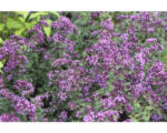 Hornbach Heidegünsel FloraSelf Origanum-Cultivars 'Rosen Kuppel' H 5-25 cm Co 0,5