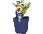 Hornbach Orientalischer Mohn FloraSelf Papaver orientale 'Perry's White' H 5-20 cm Co 0,5 L