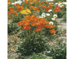 Hornbach Orientalischer Mohn FloraSelf Papaver orientale H 5-20 cm Co 0,5 L