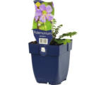 Hornbach Jakobsleiter FloraSelf Polemonium careuleum H 5-80 cm Co 0,5 L