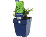 Hornbach Engelsüss FloraSelf Polypodium vulgare H 5-50 cm Co 0,5 L