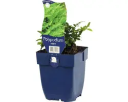 Engelsüss FloraSelf Polypodium vulgare H 5-50 cm Co 0,5 L