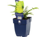 Hornbach Flacher Filigranfarn FloraSelf Polystichum sertiferum 'Herrenhausen H 5-30 cm Co 0,5 L