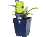 Hornbach Flacher Filigranfarn FloraSelf Polystichum sertiferum 'Herrenhausen H 5-30 cm Co 0,5 L