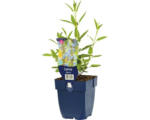 Hornbach Gartensalbei FloraSelf Salvia ulginosa H 5-120 cm Co 0,5 L