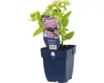 Hornbach Hohe Fetthenne FloraSelf Sedum spectabile 'Brillant' H 5-40 cm Co 0,5 L