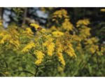 Hornbach Goldrute Solidago-Cultivars 'Srahlenkrone' H 5-80 cm Co 0,5 L