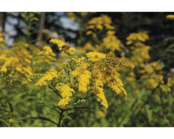 Goldrute Solidago-Cultivars 'Srahlenkrone' H 5-80 cm Co 0,5 L