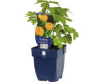 Hornbach Glotzblume FloraSelf Trollius 'Orange Princess' H 5-20 cm Co 0,5 L