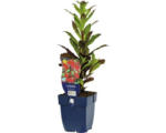 Hornbach Lobelie FloraSelf Lobelia splendens 'Fan Red' H 5-30 cm Co 0,5 L