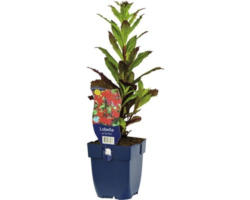 Lobelie FloraSelf Lobelia splendens 'Fan Red' H 5-30 cm Co 0,5 L