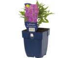 Hornbach Blutweiderich FloraSelf Lythrum salicaria 'Dropmore Purple' H 5-20 cm Co 0,5 L