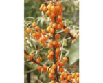 Hornbach Sanddorn (selbstfruchtend) FloraSelf Hippophae rhamnoides 'Friesdorfer Orange' H 40-60 cm Co 4,5 L