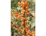 Hornbach Sanddorn (selbstfruchtend) FloraSelf Hippophae rhamnoides 'Friesdorfer Orange' H 40-60 cm Co 4,5 L