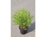 Hornbach Kanadisches Johanneskraut FloraSelf Hypericum kalmianum 'Gemo' H 40-50 cm Co 4 L