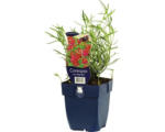 Hornbach Mädchenauge FloraSelf Coreopsis verticillata 'Ruby Red' H 5-50 cm Co 0,5 L