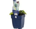 Hornbach Mannstreu, Edeldistel FloraSelf Eryngium planum 'Blue Hobbit' H 5-30 cm Co 0,5 L