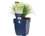 Hornbach Schwingel FloraSelf Festuca glauca H 5-25 cm Co 0,5 L