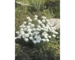 Hornbach Schleifenblume FloraSelf Iberis sempervierens 'Snow Cone' H 5-25 cm Co 0,5 L